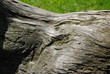 Foto: Holzstruktur Holzstruktur