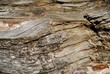 Foto: Holzstruktur 3 Holzstruktur 3