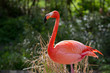 Flamant rouge Flamant rouge