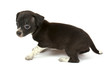 small chihuahua puppy