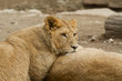 Lionne pensive Lionne pensive