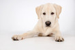 Foto: Dog Dog