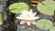Images : Beautiful white lotus flower floating in water