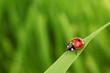 ladybug on grass ladybug on grass