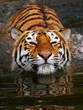 Portrait of a bathing Siberian tiger