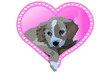 dog cuore
