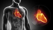 Video: Detailed view - Male HEART anatomy in x-ray Detailed view - Male HEART anatomy in x-ray