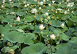 Lotus flowers blossom