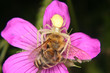 Veränderliche Krabbenspinne (Misumena vatia)