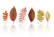 Foto: Autumn leaves Autumn leaves