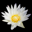 White lotus isolated on black