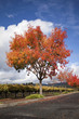Autumn Tree