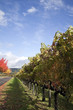 Vineyard