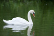 Photo: Swan Swan