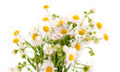 bouquet of daisies field