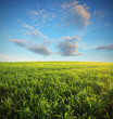 field