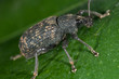 Gefurchter Dickmaulrüssler 3