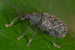 Gefurchter Dickmaulrüssler 2 (Otiorhynchus sulcatus) Gefurchter Dickmaulrüssler 2 (Otiorhynchus sulcatus)
