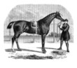 Cheval pur-sang
