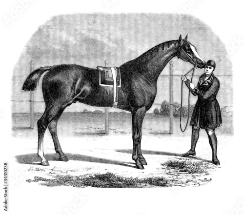 Illustration: Cheval pur-sang Cheval pur-sang