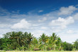 Indonesia - rural scene in Jawa