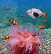 Tropical fishes