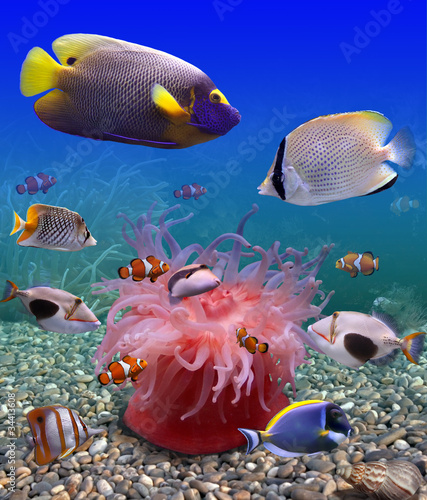 Photo: Underwater world Underwater world