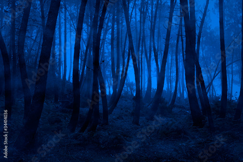 Photo: Blue foggy woods Blue foggy woods