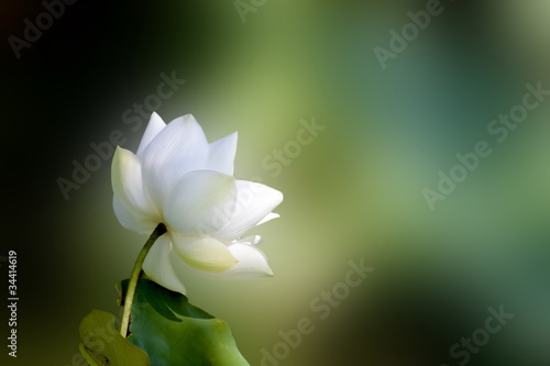 Photo: lotus lotus