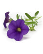 petunia o surfinia viola petunia o surfinia viola