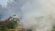 So begins a forest fire