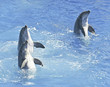 A Bottlenosed Dolphin Trio Spyhop in Blue Water A Bottlenosed Dolphin Trio Spyhop in Blue Water