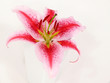 Lilienblüte