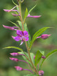 Fleur violette renouée vivipare
