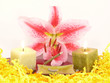 Lilienblüte im Wellnesbereich