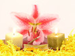Lilienblüte