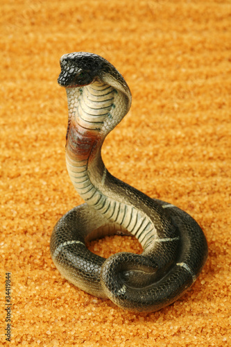 Photo: Cobra Cobra
