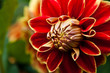 Dahlien