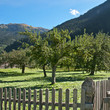 Landschaft mit Apfelbäumen