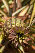 pinapple