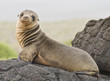 Young Sea Lion Looking at Camera Young Sea Lion Looking at Camera