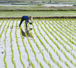 Photo: farmer planting rice on paddy farmland. farmer planting rice on paddy farmland.