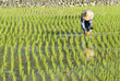 farmer planting paddy rice by organically skill. farmer planting paddy rice by organically skill.