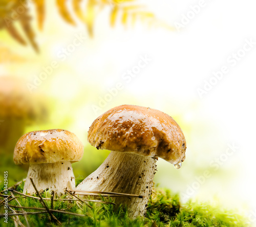 Photo: autumn forest mushrooms autumn forest mushrooms