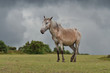 New-Forest-Pony