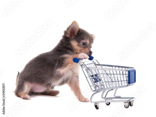 Photo: Consumer concept - chihuahua puppy with shopping cart Consumer concept - chihuahua puppy with shopping cart