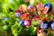 Unripe bilberry