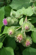 burdock