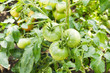 Big green tomatoes growing in a greenhouse