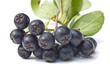 Aronia; Aronia melanocarpa